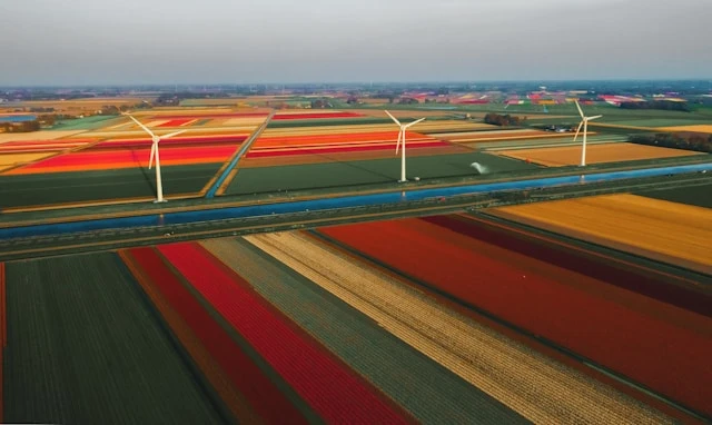 Dutch Tulip Fields – Schengen Visa Travel Context